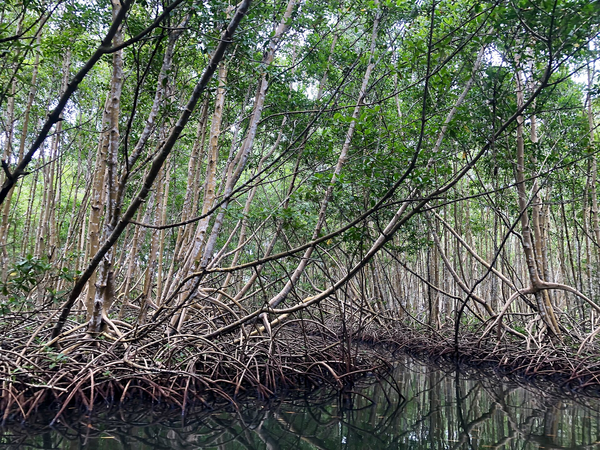 Mangrove de Sainte-Rose, habitat naturel de nombreuses espèces de Guadeloupe